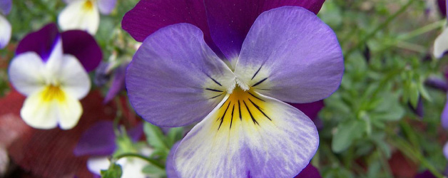 viola-love