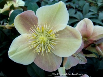 january-2010-skagit-gardens-024-copy