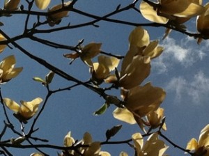 IMG_0917