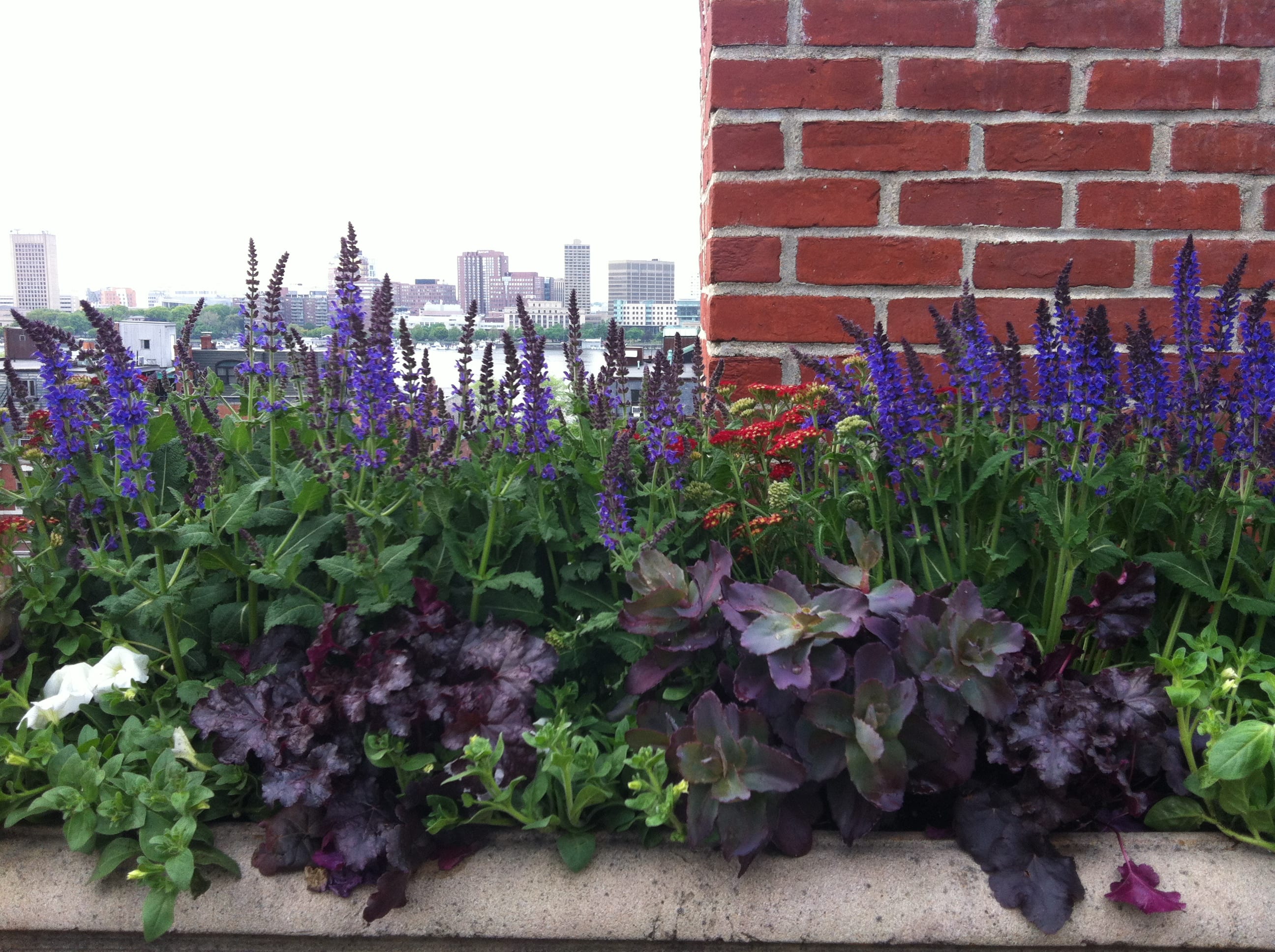 Purple flowers on rooftop