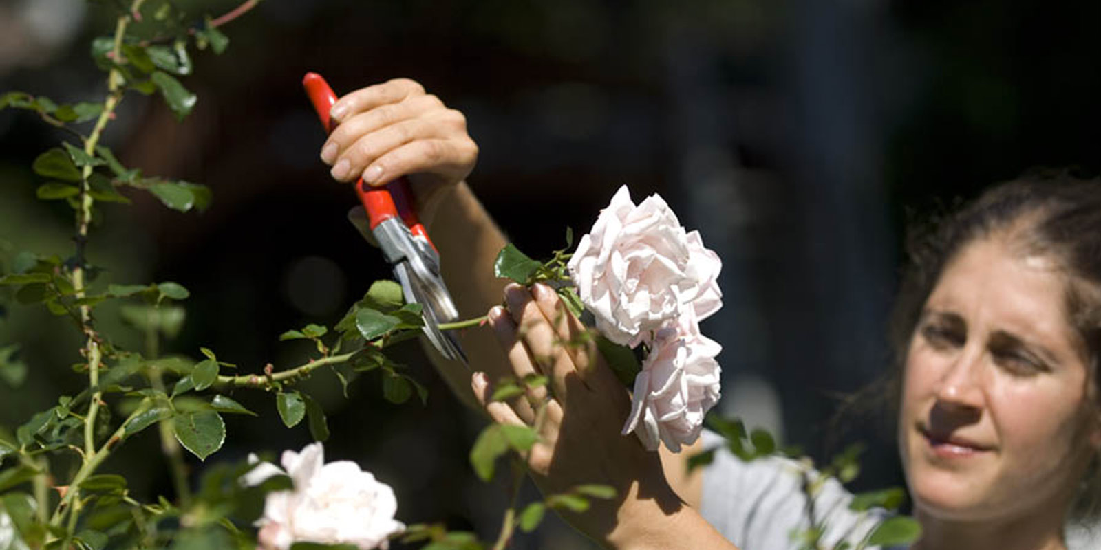 Jean Brooks Landscapes - Landscaping in Boston