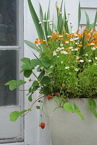 orange and white flowers plants