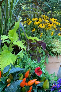 outside plants with peppers and yellow flower