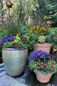 three potted plants in a yard
