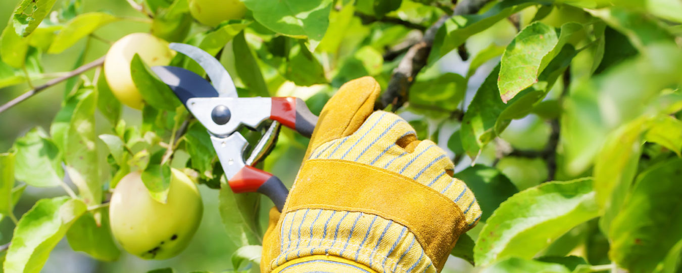 close up of a glove of a landscaping services working