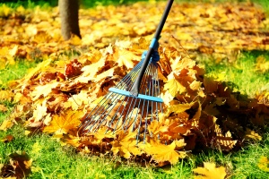landscaping services raking some leaves