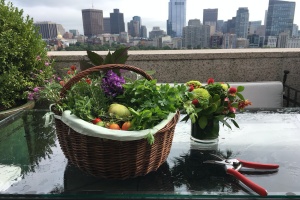 plants on a rooftop garden in a picking basket