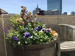 Containers on a Boston rooftop garden